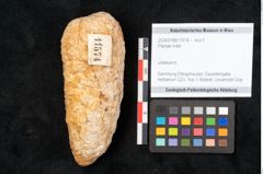 Foto (Objekt + Etikett) von Plantae indet.  (NHMW-GEO-2024-0188-11574)